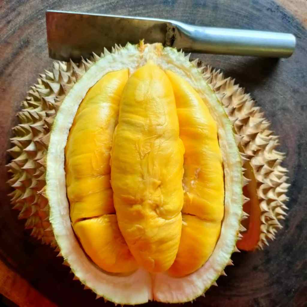 An opened Musang King durian revealing its luscious, golden-yellow flesh with a buttery appearance, encased within a spiky husk and exuding an inviting aroma.