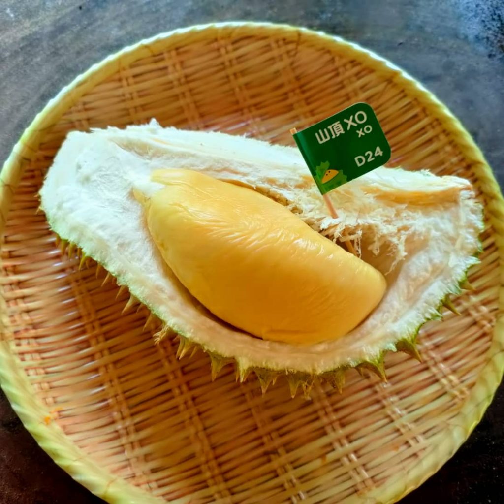 a piece of the durian d24 or durian xo ready to be eaten