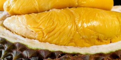 A scrumptious Musang King durian being unveiled, displaying its captivating, golden-yellow flesh with a smooth texture, beckoning one to savour its delightful and distinct flavours.