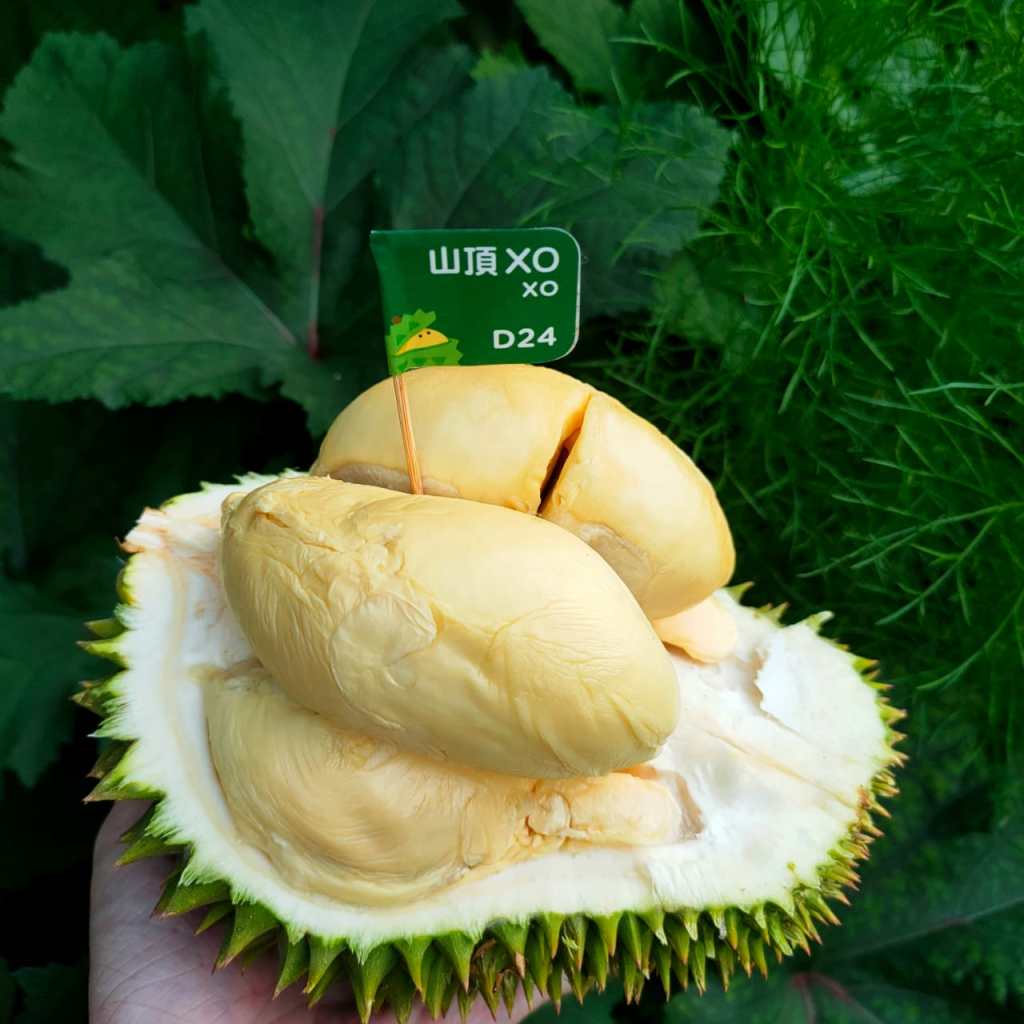 half of the durian d24 opened or durian xo and the flesh of the durian