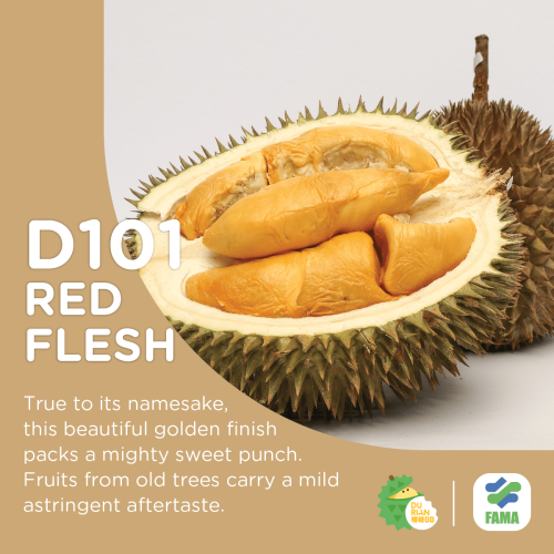 durian d101 durian red flesh