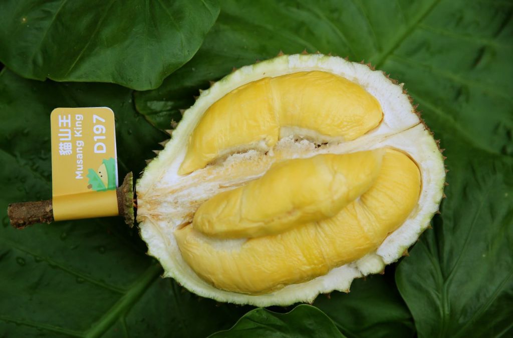 D197 musang king durian 猫山王榴莲