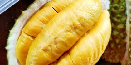 An opened Musang King durian revealing its luscious, golden-yellow flesh with a buttery appearance, encased within a spiky husk and exuding an inviting aroma.
