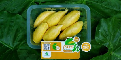 Neatly arranged musang king pulps in delivery packaging