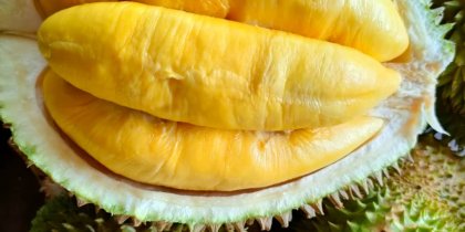 Image of plump and tempting Mao Shan Wang durian flesh, highlighting its lush, tasty and ample appearance.