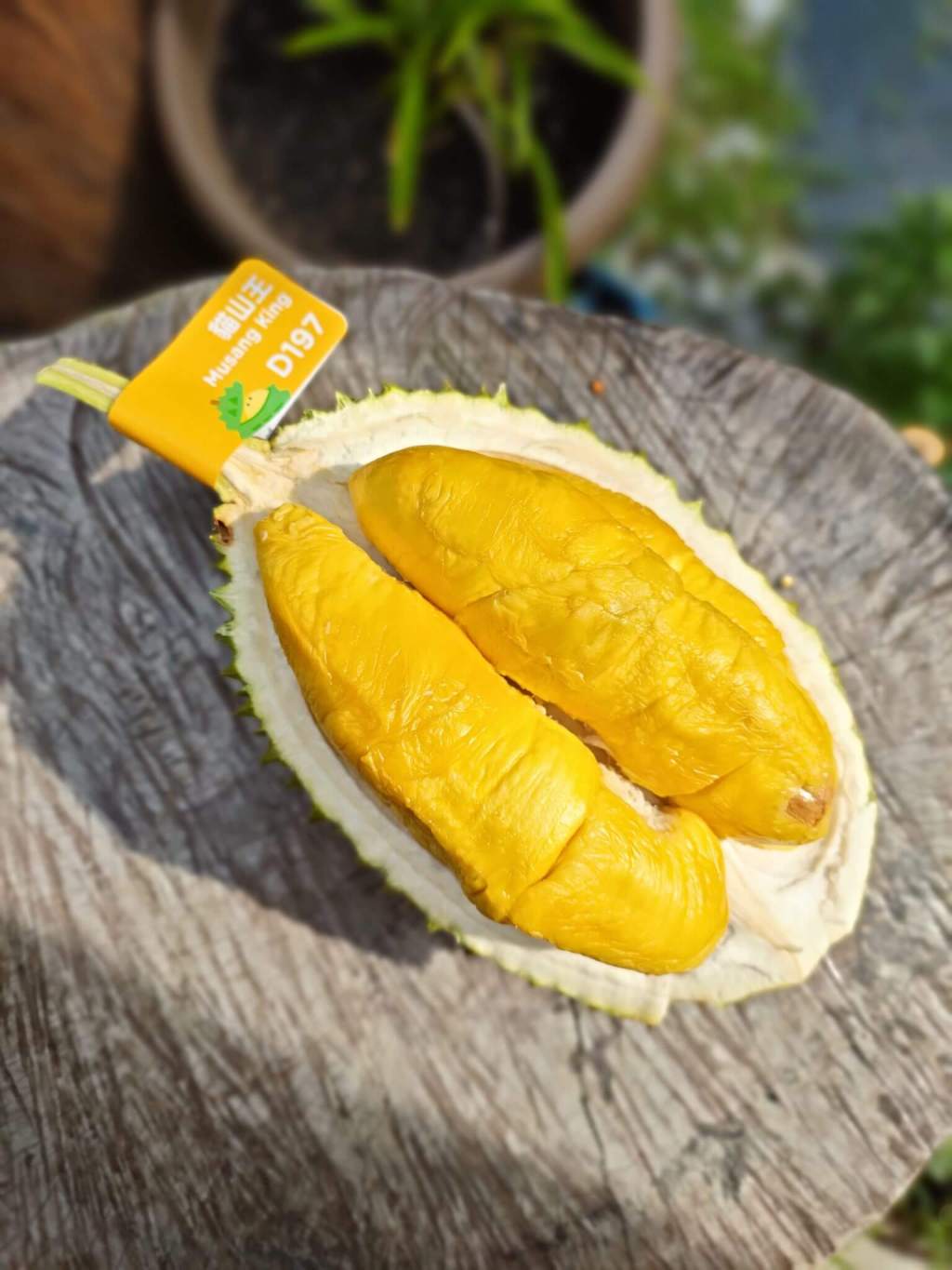 D197 musang king durian with buttery golden yellow flesh