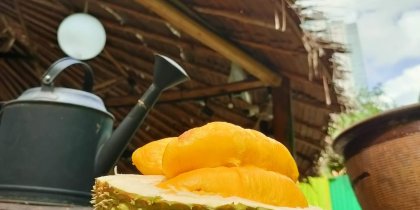 An opened Musang King durian revealing its luscious, golden-yellow flesh with a buttery appearance, encased within a spiky husk and exuding an inviting aroma.