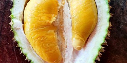 Opened Mao Shan Wang durian showcasing vivid yellow flesh, creamy texture, and alluring aroma within a prickly husk.