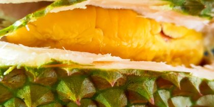Musang king durian with golden yellow flesh