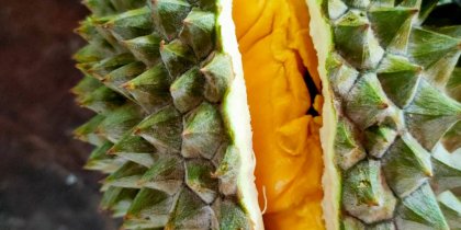 Image of the enticing Mao Shan Wang durian, with a glimpse of its mouthwatering and plump flesh, displaying a rich and creamy texture that is sure to satisfy.