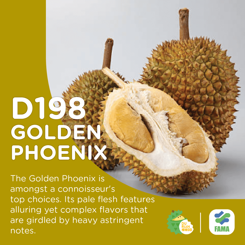 D198 Golden Phoenix (350g)