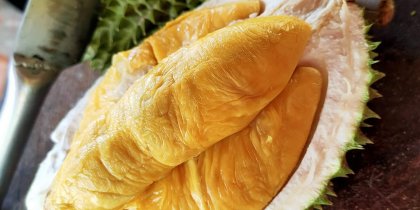Opening of D197 musang king durian 猫山王榴莲