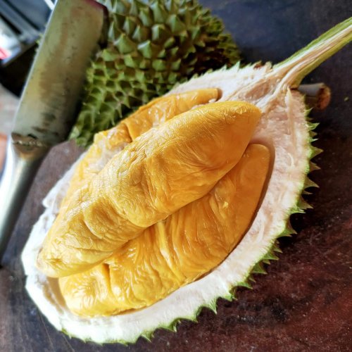 Opening of D197 musang king durian 猫山王榴莲