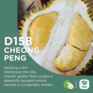 cheong peng durian