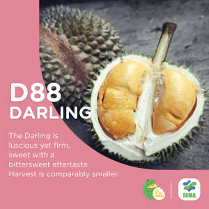 darling durian
